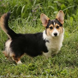 Jack - Pembroke Welsh Corgi