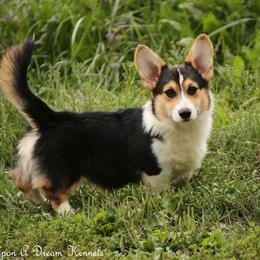 Jack - Pembroke Welsh Corgi