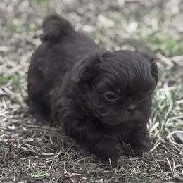 Puperoni - Liver male Shih Tzu puppy in Hendersonville, Tennessee from Peekaboo Farms