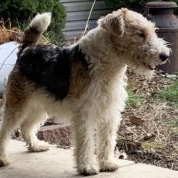 Wire Fox Terriers from BKS farm