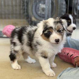 Dolly - Blue merle female Australian Shepherd puppy in Phoenix, Arizona from Heartfire Aussies