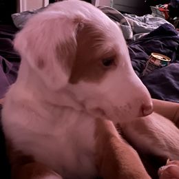 Ibizan Hound Puppies from Phantom Kennels Ibizan Hounds