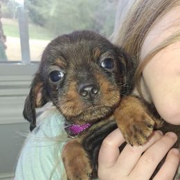 Boy 2 - Black and tan male Dachshund puppy in Oakman, Alabama from MEL Puppies