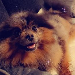 Pantera - Pomeranian