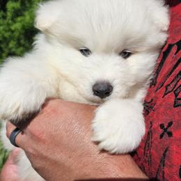 Samoyed Puppies from Rocky Mountain Samoyeds