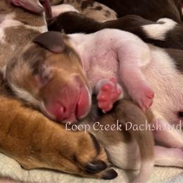 Brian - Dapple male Dachshund puppy in Fayetteville, West Virginia from Loop Creek Dachshunds