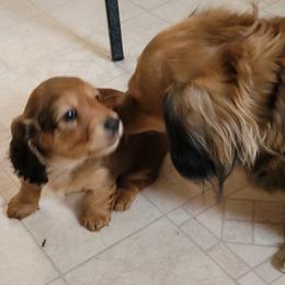 Dachshund Puppies from CLARK'S BREEDING PROGRAM