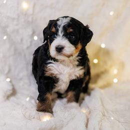 Bernedoodle Puppies from Safe Havynn Doodles