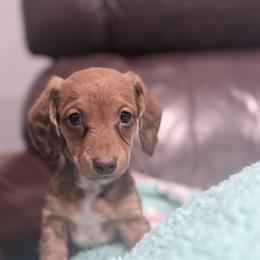 Dachshund Puppies from Dandelion Doxies