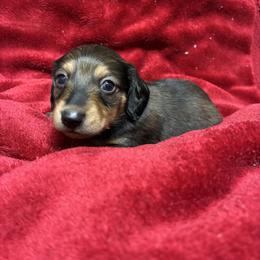 Gravy - Wild boar male Dachshund puppy in Dobson, North Carolina from Oakleys Dachshund Haven