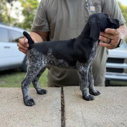 Red - Black roan male German Shorthaired Pointer puppy in Blue Rapids, Kansas from Black vermillion pointers