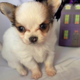Branch - Sable spotted white male Chihuahua puppy in Austin, Indiana from Dog Bones N Harmony