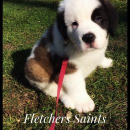 Saint Bernard Puppies from Fletchers Saints