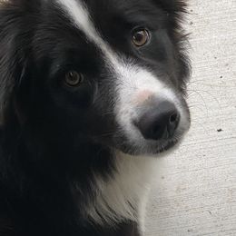 Magpie - Border Collie