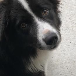 Magpie - Border Collie