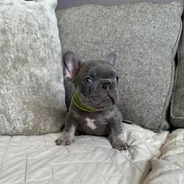 Green - Blue male French Bulldog puppy in Bolingbrook, Illinois from Flores Frenchies
