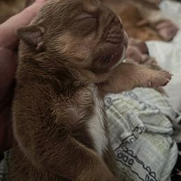 Bulldog and French Bulldog Puppies from JuneBug Bullies