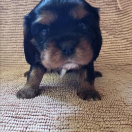 Toph - Black and white female Cavalier King Charles Spaniel puppy in Traverse City, Michigan from Crozapulco Cavaliers AKC