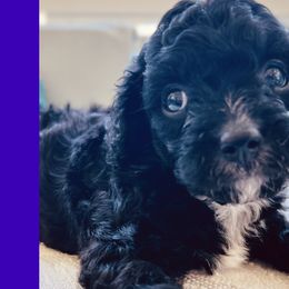 Mickey-Male Cavapoo - Black and white Cavapoo puppy in Greenville, South Carolina from Cavapoos of Cross Hill