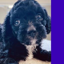 Mickey-Male Cavapoo - Black and white Cavapoo puppy in Greenville, South Carolina from Cavapoos of Cross Hill