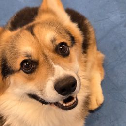 Pembroke Welsh Corgis from Meraki Corgis