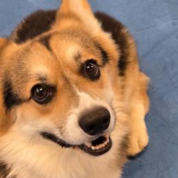 Pembroke Welsh Corgis from Meraki Corgis