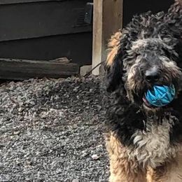 Bernedoodles from Terry Jorgensen's Bernedoodles