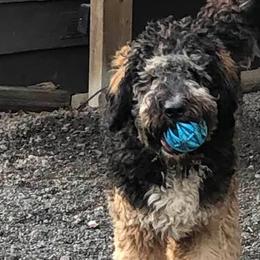 Bernedoodles from Terry Jorgensen's Bernedoodles