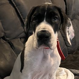 Great Dane Puppies from Blackmon Family Danes