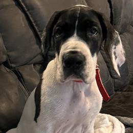 Great Dane Puppies from Blackmon Family Danes