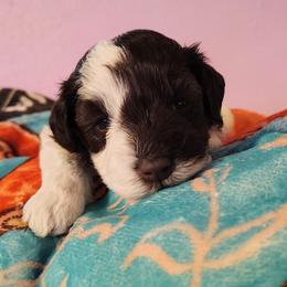 Marie - Parti female Miniature Schnauzer puppy in Florida from Central Florida Schnauzers
