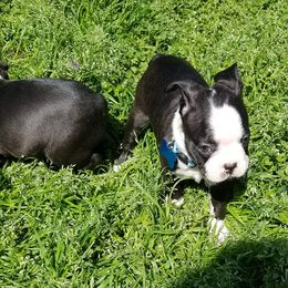 Boston Terriers from Boston Babies