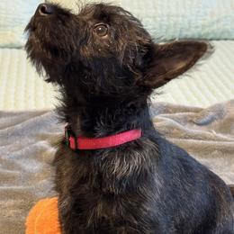 Cairn Terrier Puppies from Pine-Oaks Cairn Terriers, LLC