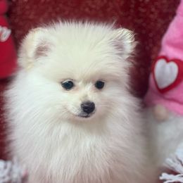 Snoopy - White Pomeranian puppy in Brentwood, California from Royalpawpoms