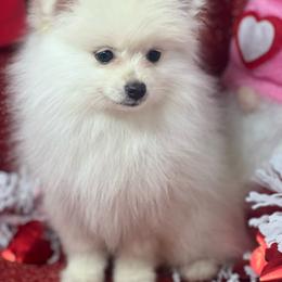 Snoopy - White Pomeranian puppy in Brentwood, California from Royalpawpoms