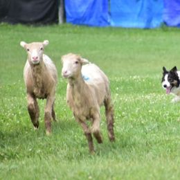 Border Collies from Kait Standal