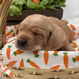 Teal - Yellow female Labrador Retriever puppy in Heath Springs, South Carolina from Rich Hill Retrievers