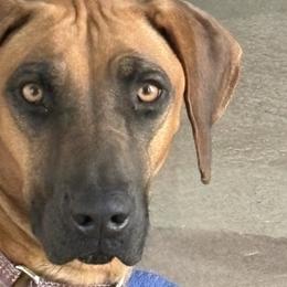 Kayla - Rhodesian Ridgeback