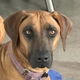 Kayla - Rhodesian Ridgeback