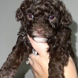 Girl 1 - Poodle puppy in Miami Dade County, Florida from RoyalPaws_Miami