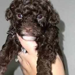 Girl 1 - Poodle puppy in Miami Dade County, Florida from RoyalPaws_Miami