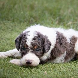 Bowser - Blue merle male Aussiedoodle puppy in Jacksonville, Florida from Lolo’s Aussiedoodle