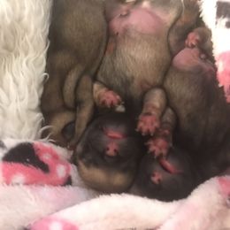 Pug Puppies from Pickwick Pugs