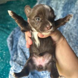 Dumpling (Orange) - Chocolate, tan and white female Yorkshire Terrier puppy in Parkersburg, West Virginia from Chocolate Diamonds in the RUFF