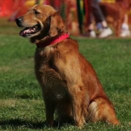 Golden Retrievers from Misty Maples Goldens