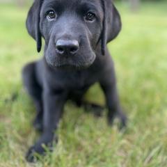 White Collar BLF - Black Labrador Retriever puppy in Muskegon, Michigan from Punches Paws Labradors