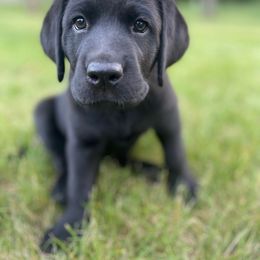 White Collar BLF - Black Labrador Retriever puppy in Muskegon, Michigan from Punches Paws Labradors