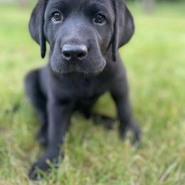 White Collar BLF - Black Labrador Retriever puppy in Muskegon, Michigan from Punches Paws Labradors