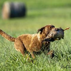 Chesapeake Bay Retrievers from Chesamo Chesapeakes