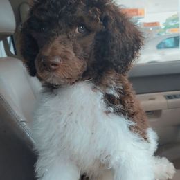 Goldendoodle and Poodle Puppies from Corbin’s Southern Curl’s